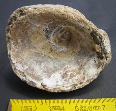 Ostras del Crétacico/Paleógeno de Patagonia