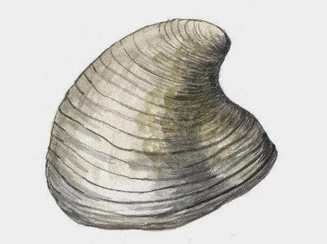 Ostras del Crétacico/Paleógeno de Patagonia