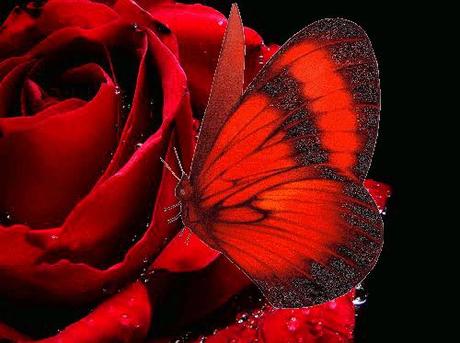 La mariposa que besaba las rosas
