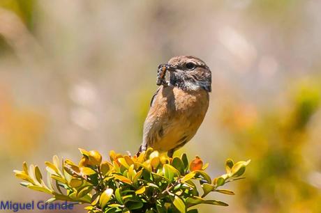 PIRINEO NAVARRO EL VERDERÓN SERRANO Y OTRAS AVES DE ALTURA