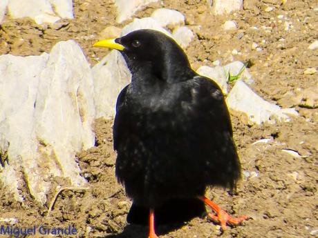 PIRINEO NAVARRO EL VERDERÓN SERRANO Y OTRAS AVES DE ALTURA