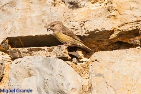 PIRINEO NAVARRO EL VERDERÓN SERRANO Y OTRAS AVES DE ALTURA