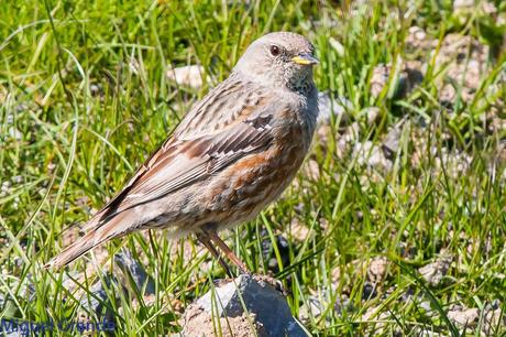 PIRINEO NAVARRO EL VERDERÓN SERRANO Y OTRAS AVES DE ALTURA
