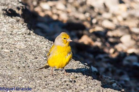 PIRINEO NAVARRO EL VERDERÓN SERRANO Y OTRAS AVES DE ALTURA