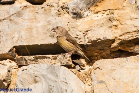 PIRINEO NAVARRO EL VERDERÓN SERRANO Y OTRAS AVES DE ALTURA