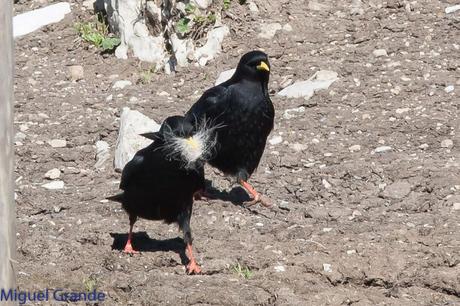 PIRINEO NAVARRO EL VERDERÓN SERRANO Y OTRAS AVES DE ALTURA