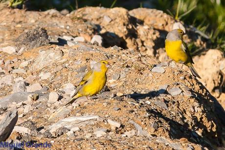 PIRINEO NAVARRO EL VERDERÓN SERRANO Y OTRAS AVES DE ALTURA