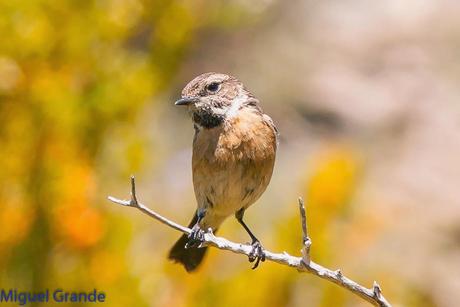 PIRINEO NAVARRO EL VERDERÓN SERRANO Y OTRAS AVES DE ALTURA