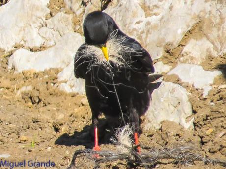 PIRINEO NAVARRO EL VERDERÓN SERRANO Y OTRAS AVES DE ALTURA