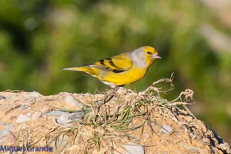 PIRINEO NAVARRO EL VERDERÓN SERRANO Y OTRAS AVES DE ALTURA