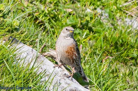 PIRINEO NAVARRO EL VERDERÓN SERRANO Y OTRAS AVES DE ALTURA