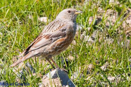 PIRINEO NAVARRO EL VERDERÓN SERRANO Y OTRAS AVES DE ALTURA