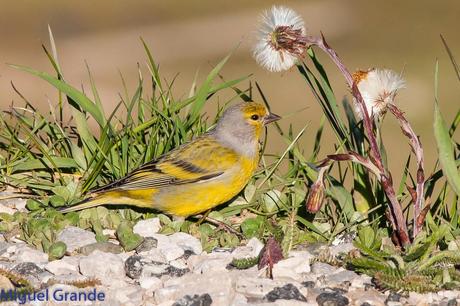 PIRINEO NAVARRO EL VERDERÓN SERRANO Y OTRAS AVES DE ALTURA