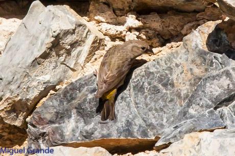 PIRINEO NAVARRO EL VERDERÓN SERRANO Y OTRAS AVES DE ALTURA