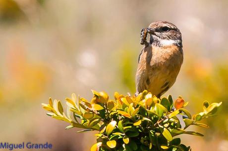 PIRINEO NAVARRO EL VERDERÓN SERRANO Y OTRAS AVES DE ALTURA