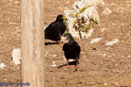 PIRINEO NAVARRO EL VERDERÓN SERRANO Y OTRAS AVES DE ALTURA