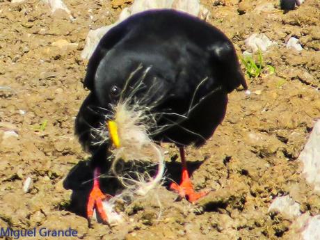 PIRINEO NAVARRO EL VERDERÓN SERRANO Y OTRAS AVES DE ALTURA