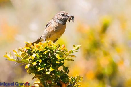 PIRINEO NAVARRO EL VERDERÓN SERRANO Y OTRAS AVES DE ALTURA