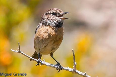 PIRINEO NAVARRO EL VERDERÓN SERRANO Y OTRAS AVES DE ALTURA