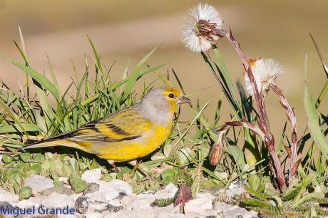PIRINEO NAVARRO EL VERDERÓN SERRANO Y OTRAS AVES DE ALTURA