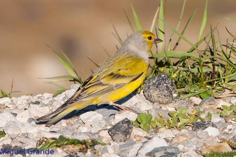 PIRINEO NAVARRO EL VERDERÓN SERRANO Y OTRAS AVES DE ALTURA