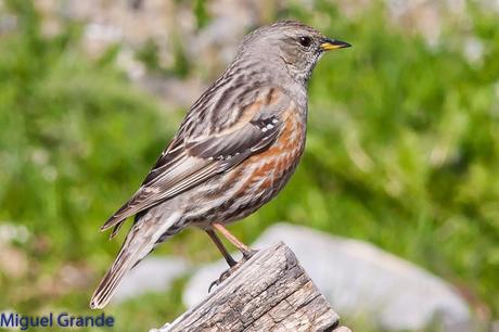 PIRINEO NAVARRO EL VERDERÓN SERRANO Y OTRAS AVES DE ALTURA