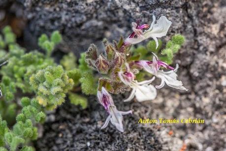 Teucrium rotundifolium