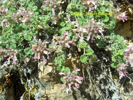 Teucrium rotundifolium