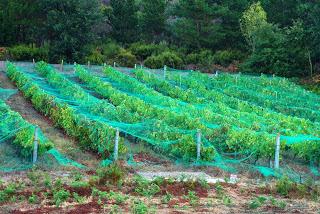 Ibias, Senda del oro, zona de viñas