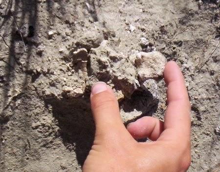 Nuevo dinosaurio de Madagascar