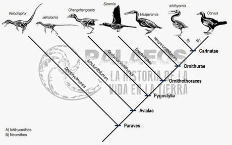 Descubren al ave marina más antigua del Cenozoico