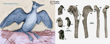 Descubren al ave marina más antigua del Cenozoico