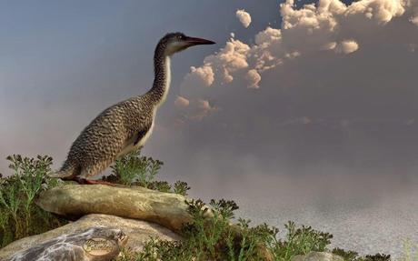 Descubren al ave marina más antigua del Cenozoico