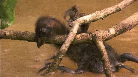 ¡Hoatzines europeos!