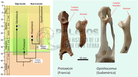 ¡Hoatzines europeos!