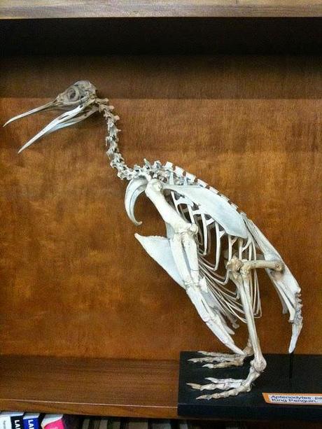 10 cosas que probablemente no sabías de: Los pingüinos