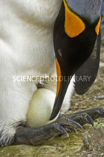 10 cosas que probablemente no sabías de: Los pingüinos