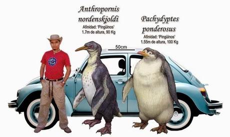 10 cosas que probablemente no sabías de: Los pingüinos