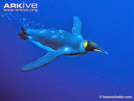 10 cosas que probablemente no sabías de: Los pingüinos