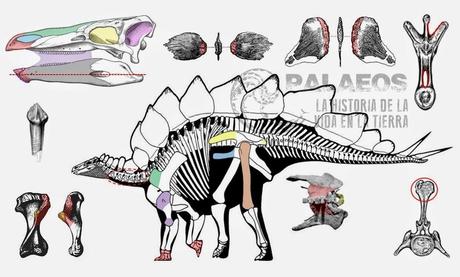 ¿Y qué es un estegosaurio?