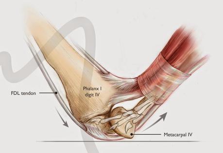 El despegue pterosaruriano revisado