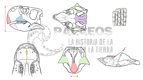 Oye ¿qué es un ceratopsio?