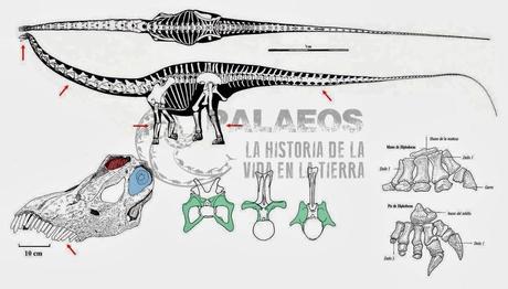 ¿Qué eran esas cosas llamadas cuellos largos?