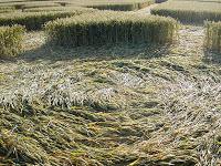 Los Círculos de las Cosechas o el lenguaje del Cosmos