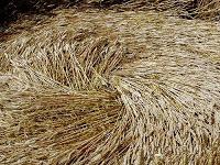 Los Círculos de las Cosechas o el lenguaje del Cosmos