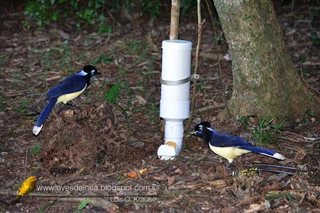 Comederos para aves construídos con caños de PVC