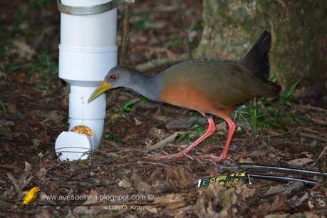 Comederos para aves construídos con caños de PVC