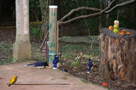 Comederos para aves construídos con caños de PVC