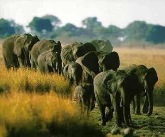 colores-de-boda-safari-novios
