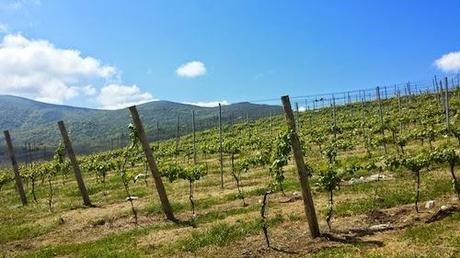 Bodegas Sel D'Aiz, algo más que un buen vino Bodegas Sel D'Aiz, algo más que un buen vino